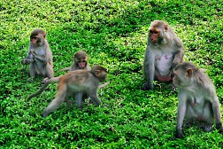 Monkey Island and Doc Lech Beach full day Tour